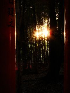 Torii no michi